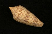 藏品(長芋螺)的圖片